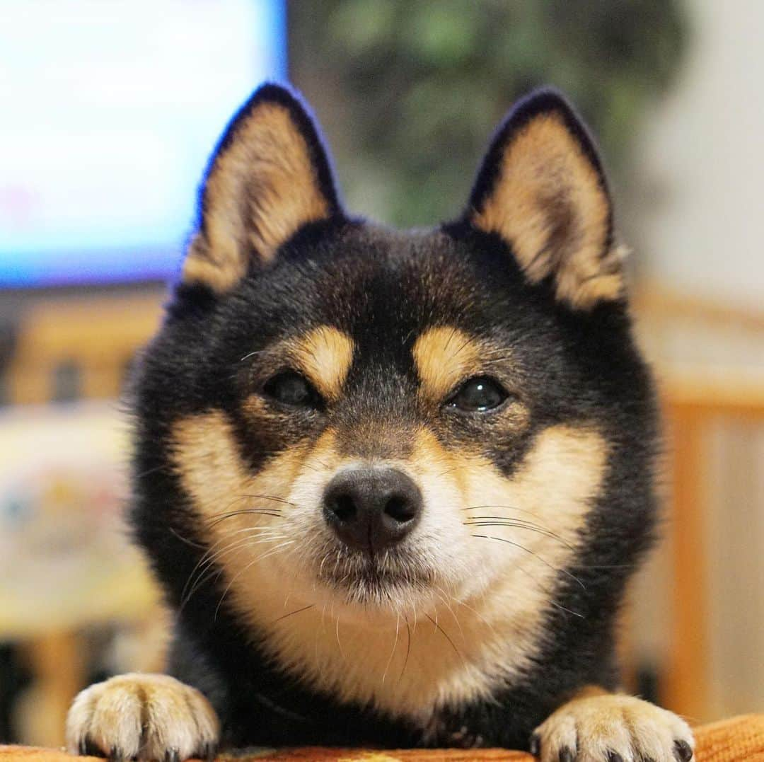 黒豆柴こむぎさんのインスタグラム写真 - (黒豆柴こむぎInstagram)「ボクのお顔は、ハート型🖤2020.02.14  #隠れハート #黒豆柴こむぎ #黒豆柴 #豆柴 #黒柴 #黑柴 #柴犬 #柴 #まめしば #しばいぬ #しば #mameshiba #kuroshiba #shibainu #shiba #shibalove #shibalovers #shibastagram #shiba_snap #shibasofinstagram #ふわもこ部 #pecoいぬ部 #いぬら部 #proudshibas #thedailyshibainu #ここ柴部 #いぬのきもち #todayswanko #rakutenpet #9gagcute」2月14日 23時56分 - komugi_1207