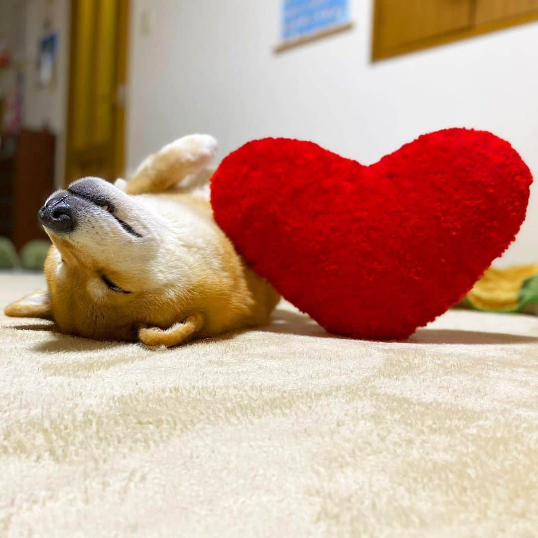 まる（まるたろう）さんのインスタグラム写真 - (まる（まるたろう）Instagram)「Good night✨🐶❤️✨みんな今日はいい感じだったのかな❓ #世界中の裏が混雑した日 #裏が表で表が裏で #変な日だね」2月15日 0時03分 - marutaro