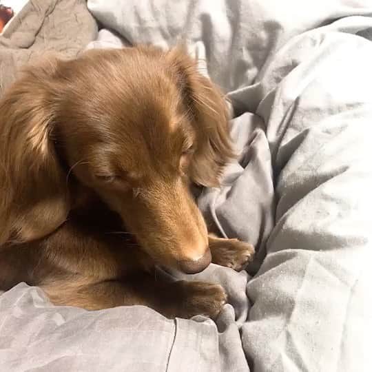 北見寛明のインスタグラム：「ウトウト #眠い #ねむい #ネムイ  #dog #dogstagram #dogsofinstagram #doglife #doglover #doglovers #dogs_of_instagram #doggy #instadog #dachshund #dachshundsofinstagram #dachstagram #dachshundpuppy #dachshundoftheday #犬　#仔犬 #ダックスフンド #ミニチュアダックス  #ミニチュアダックスフンド」