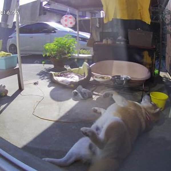 柴犬 たろさんのインスタグラム写真 - (柴犬 たろInstagram)「❀ タロちゃんは、毎日、自分で、ベッドメイキングします🐻 凄いでしょぉ。 お馬鹿でしょぉ。 やるでしょぉ。 元に戻せないでしょぉ。 ✈︎ #太陽の当たる場所に移動  #冬場のみの現象 #あったまいいー  #スティーブタロズ( ⚯̫ ) #柴犬 #sibainu #japanesedog  @furbo_japan」2月15日 0時20分 - tarochantarochan