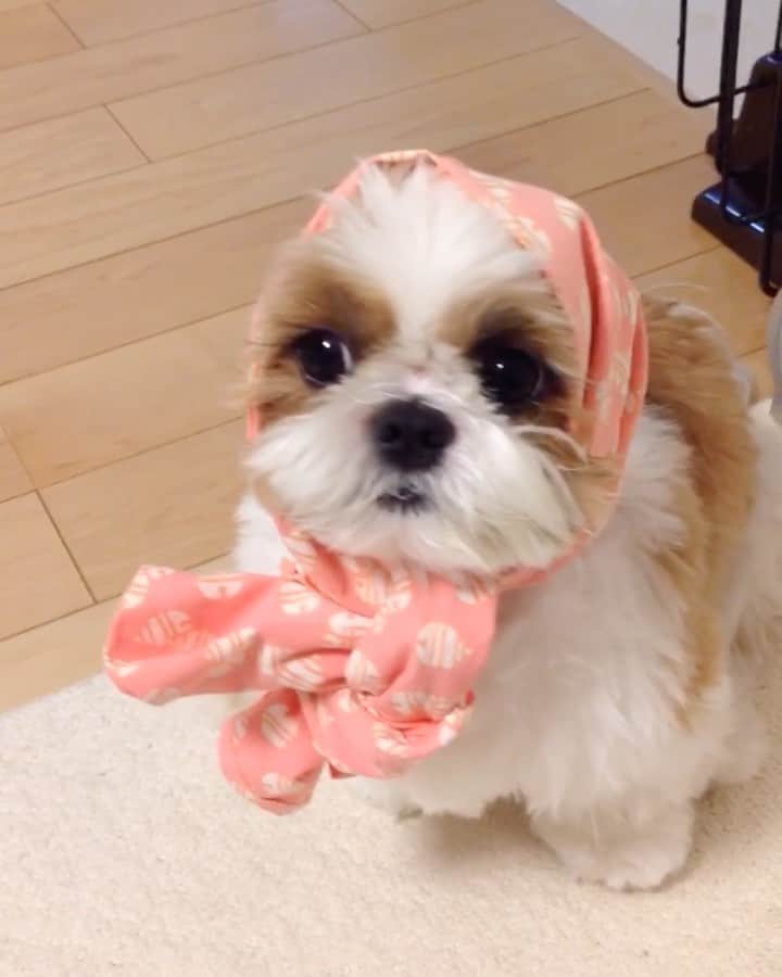 水嶋はちのインスタグラム：「🐶🌸 * * ボクのほっかむり姿です。 ちょっと変身したいときにおススメです。。 * * #はち #HACHI #シーズー大好き部　 #今年もチョコはゼロ」
