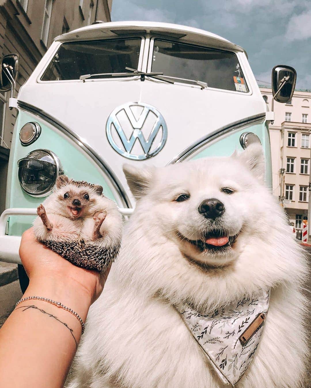 Volkswagen USAさんのインスタグラム写真 - (Volkswagen USAInstagram)「Furry friends are the best kind of Valentine and we want to show them some love ❤️ Share a photo of your best friend and VW using #VWPets for a chance to be featured! 🚗🐾: @mr.pokee @mayapolarbear @bully.baloo @strackersimon @paris.fotos」2月15日 0時46分 - vw