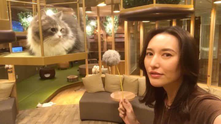 松本リコのインスタグラム：「・ ・ ・ ・ ねこちゃんかわいっ♡ ・ ・ ・ #japanesegirl #japangirl  #japanesemodel #japanmodel #yahoo #お洒落 #インスタグラマー  #インフルエンサー #撮影 #ハーフ顔 #ハーフモデル #fashion #通販モデル #ファッション #楽天 #通販 #猫カフェ #ねこちゃん #動画」