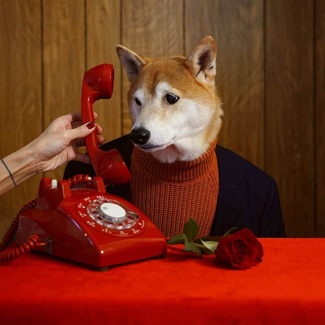 Menswear Dogさんのインスタグラム写真 - (Menswear DogInstagram)「For a good time, call 1800-SHIBELOVE, the love doctor  Tag your Valentine 👀🌹」2月15日 1時41分 - mensweardog