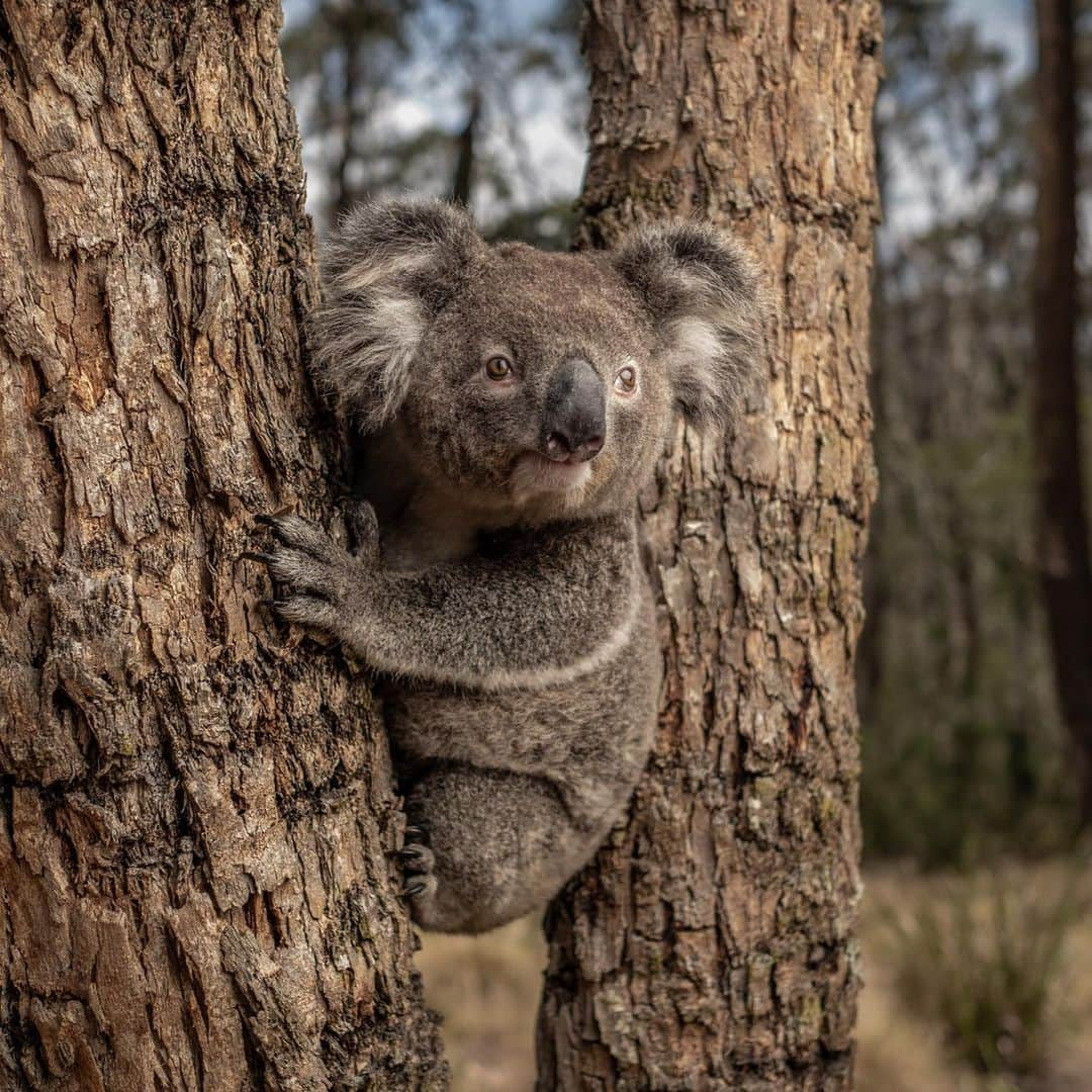 レオナルド・ディカプリオさんのインスタグラム写真 - (レオナルド・ディカプリオInstagram)「Amidst the devastation wreaked by the recent bushfires in Australia are inspiring stories of compassion and solidarity. These photos from @global_wildlife_conservation capture some of the incredible stories made possible with support from the @EarthAlliance #AustraliaWildfireFund. From rescuing and rehabilitating kangaroos whose homes have burnt to the ground to providing food for Critically Endangered Brush-tailed Rock Wallabies, from resettling turtles whose pools have dried up to building a sanctuary for wild koalas, the tireless work of @wireswildliferescue @aussieark and @bushheritageaus in the field is inspiring. To lend your support to Australia, please click link in bio. @earthalliance @global_wildlife_conservation @oxygenseven」2月15日 2時42分 - leonardodicaprio