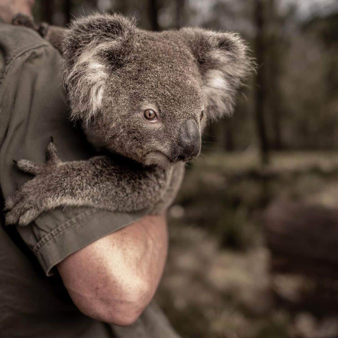 レオナルド・ディカプリオさんのインスタグラム写真 - (レオナルド・ディカプリオInstagram)「Amidst the devastation wreaked by the recent bushfires in Australia are inspiring stories of compassion and solidarity. These photos from @global_wildlife_conservation capture some of the incredible stories made possible with support from the @EarthAlliance #AustraliaWildfireFund. From rescuing and rehabilitating kangaroos whose homes have burnt to the ground to providing food for Critically Endangered Brush-tailed Rock Wallabies, from resettling turtles whose pools have dried up to building a sanctuary for wild koalas, the tireless work of @wireswildliferescue @aussieark and @bushheritageaus in the field is inspiring. To lend your support to Australia, please click link in bio. @earthalliance @global_wildlife_conservation @oxygenseven」2月15日 2時42分 - leonardodicaprio