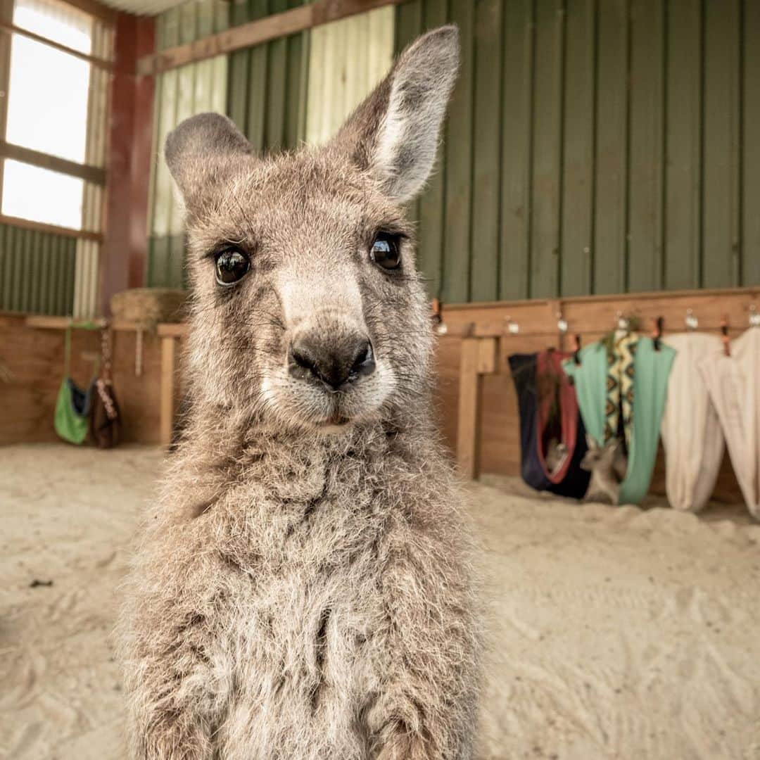 レオナルド・ディカプリオさんのインスタグラム写真 - (レオナルド・ディカプリオInstagram)「Amidst the devastation wreaked by the recent bushfires in Australia are inspiring stories of compassion and solidarity. These photos from @global_wildlife_conservation capture some of the incredible stories made possible with support from the @EarthAlliance #AustraliaWildfireFund. From rescuing and rehabilitating kangaroos whose homes have burnt to the ground to providing food for Critically Endangered Brush-tailed Rock Wallabies, from resettling turtles whose pools have dried up to building a sanctuary for wild koalas, the tireless work of @wireswildliferescue @aussieark and @bushheritageaus in the field is inspiring. To lend your support to Australia, please click link in bio. @earthalliance @global_wildlife_conservation @oxygenseven」2月15日 2時42分 - leonardodicaprio