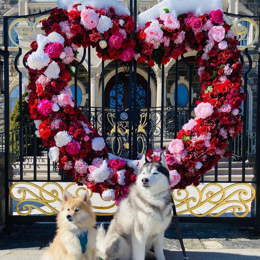 イナキョウコのインスタグラム：「Happy Valentines Day! ❤️ . . . . #siberianhusky #husky #pomeranian #pomsky #pom #valentines #dogs #flowers #love」
