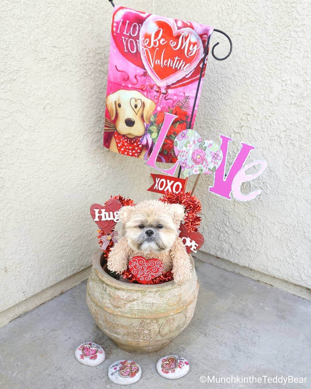 Original Teddy Bear Dogさんのインスタグラム写真 - (Original Teddy Bear DogInstagram)「Happy Valentine's Day! ❤️♥️💖💗💕💞💘🌹🤗😘🐶🐻」2月15日 3時47分 - munchkintheteddybear