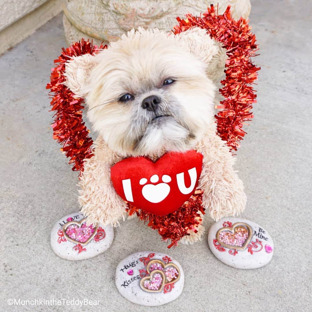 Original Teddy Bear Dogさんのインスタグラム写真 - (Original Teddy Bear DogInstagram)「Happy Valentine's Day! ❤️♥️💖💗💕💞💘🌹🤗😘🐶🐻」2月15日 3時48分 - munchkintheteddybear