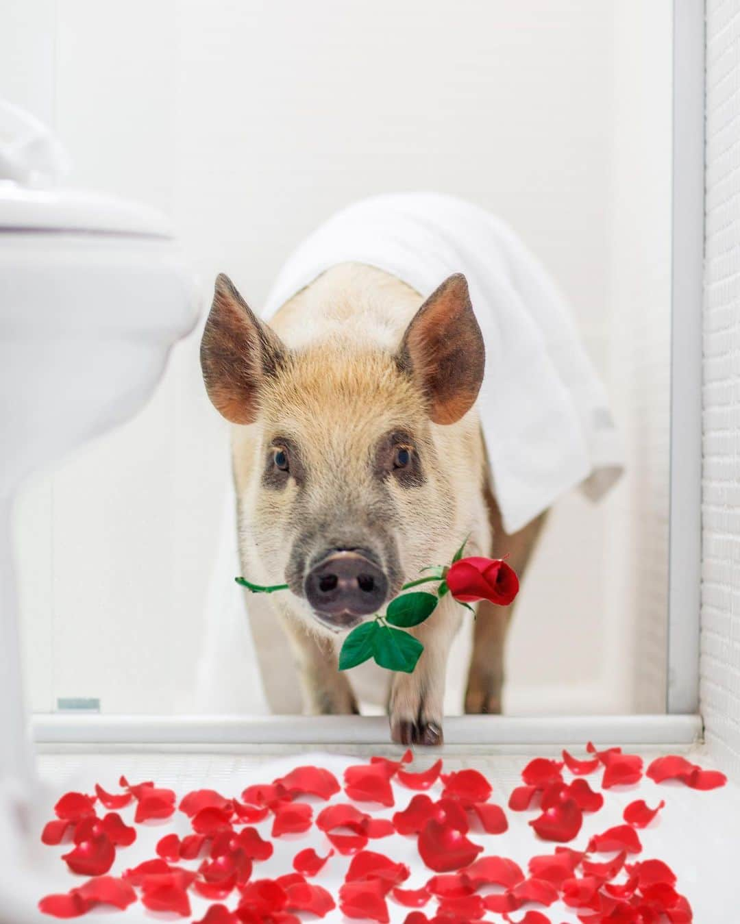 Jamonのインスタグラム：「Would you be my valentine?  #valentinesday #myvalentine #jamonthepig」