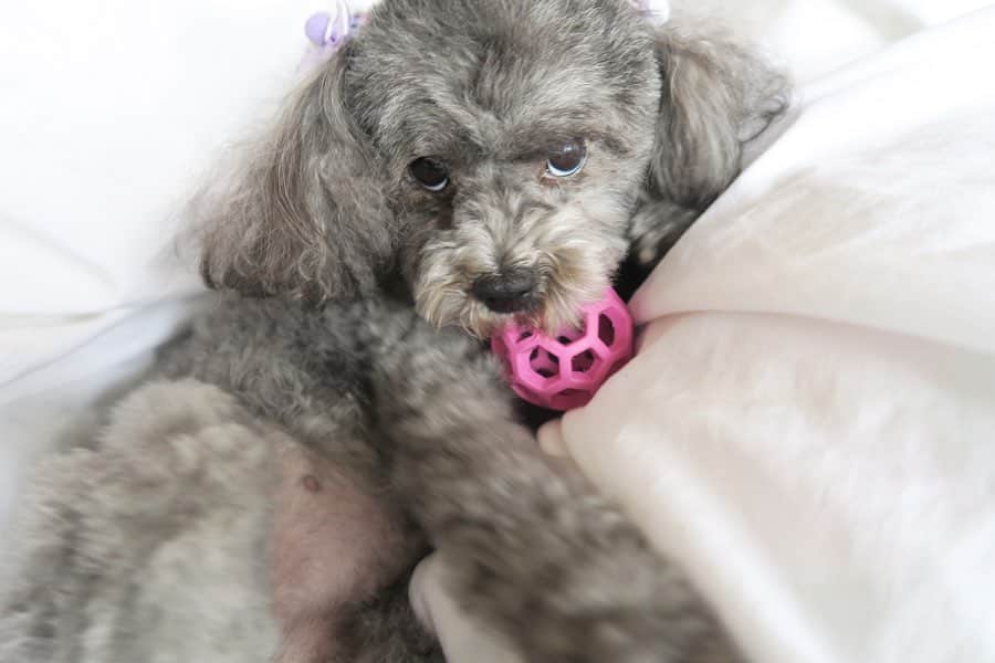 Mai Wakimizuさんのインスタグラム写真 - (Mai WakimizuInstagram)「カプリの宝物ボール。どの表情も好き過ぎて1枚に選べなかった♡(全部で100枚は撮ったかな。笑)あなた上目遣いがお上手ね♡ #愛犬カプリ#トイプードル」2月15日 15時41分 - wakkin__m