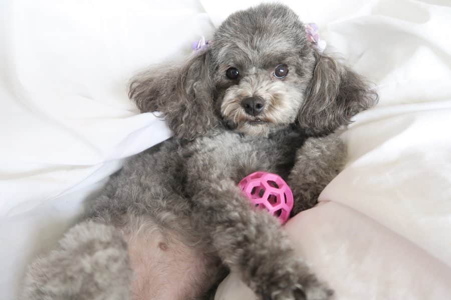 Mai Wakimizuさんのインスタグラム写真 - (Mai WakimizuInstagram)「カプリの宝物ボール。どの表情も好き過ぎて1枚に選べなかった♡(全部で100枚は撮ったかな。笑)あなた上目遣いがお上手ね♡ #愛犬カプリ#トイプードル」2月15日 15時41分 - wakkin__m