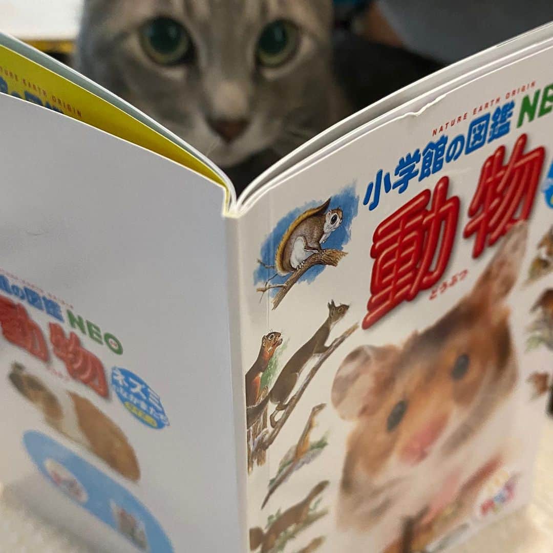 本田みずほさんのインスタグラム写真 - (本田みずほInstagram)「むっちゃネズミについて 勉強してる😻 捕まえたみたいだよ👍😉 . #ギギとヴィヴィ　#猫　#マックのおもちゃ」2月15日 14時14分 - mizuhonda0422