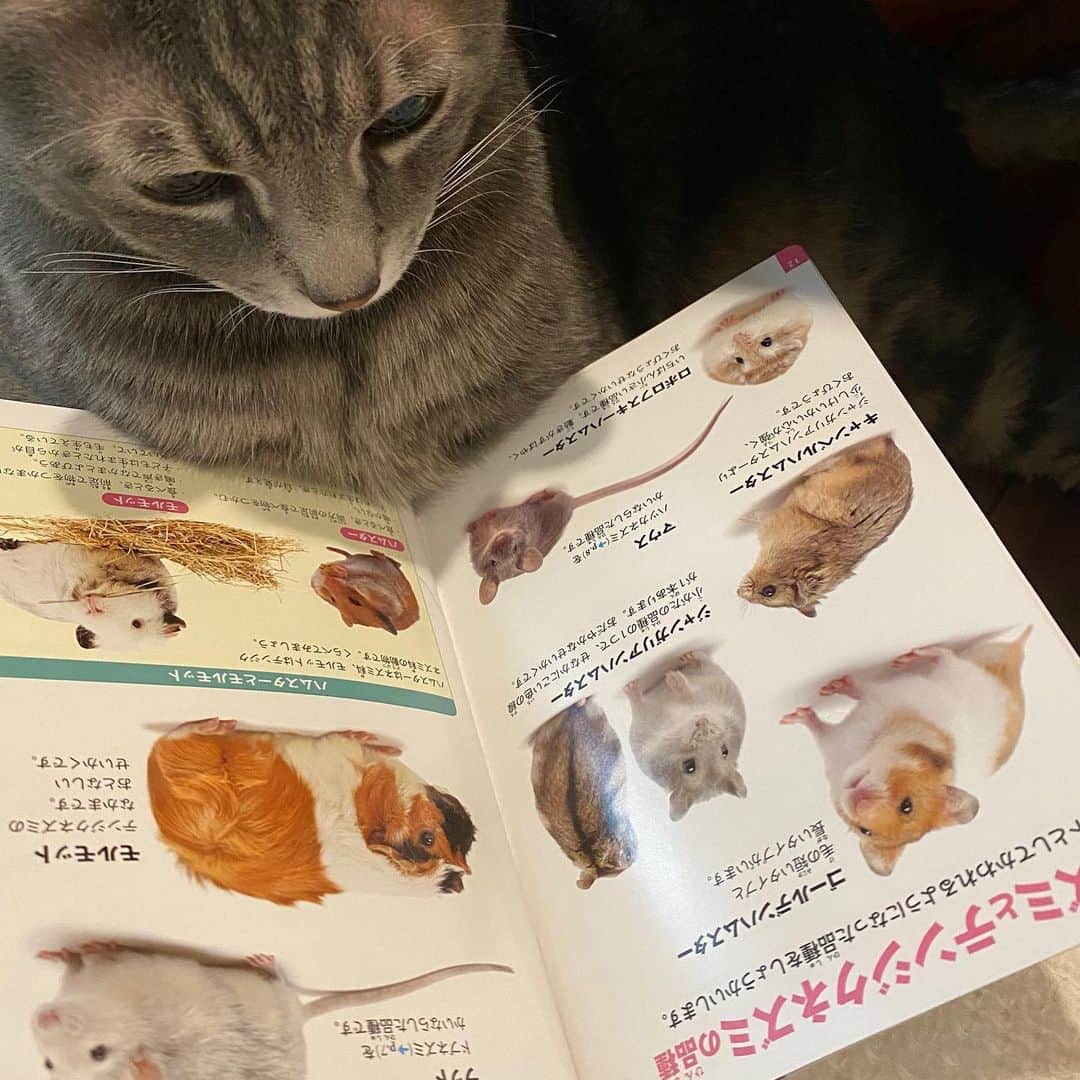 本田みずほさんのインスタグラム写真 - (本田みずほInstagram)「むっちゃネズミについて 勉強してる😻 捕まえたみたいだよ👍😉 . #ギギとヴィヴィ　#猫　#マックのおもちゃ」2月15日 14時14分 - mizuhonda0422