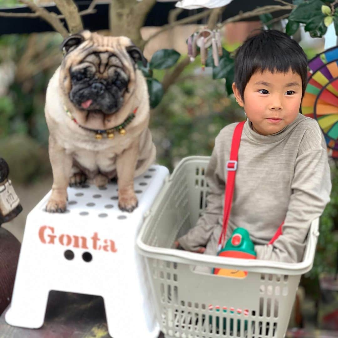 gontaさんのインスタグラム写真 - (gontaInstagram)「Plum and Gonta😊 Best Friend👌#keelyafternoontea ##Gonta2#speakpug #smilingpugs #pugjapan #pug #love #」2月15日 14時07分 - gehhah