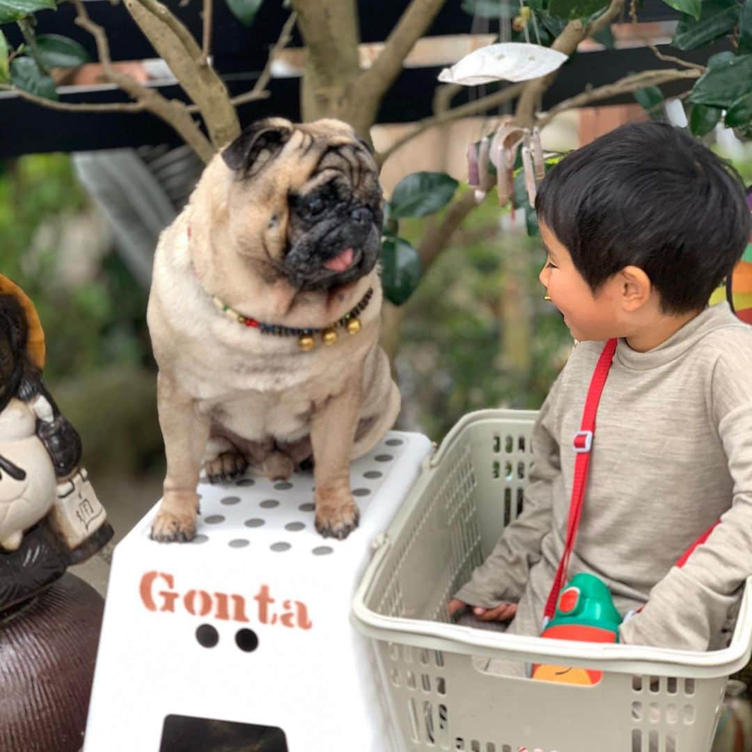 gontaさんのインスタグラム写真 - (gontaInstagram)「Plum and Gonta😊 Best Friend👌#keelyafternoontea ##Gonta2#speakpug #smilingpugs #pugjapan #pug #love #」2月15日 14時07分 - gehhah