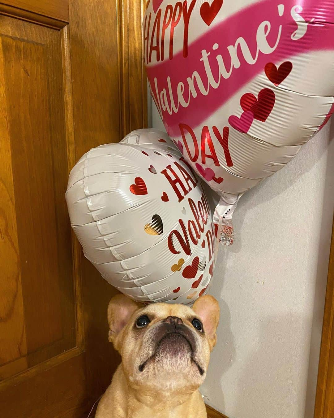 Hamlinさんのインスタグラム写真 - (HamlinInstagram)「🌹🧇 Roses are red,  Violets are blue, Now pass me some waffles, And the corn dogs too! (Seriously, these balloons are making me hungry for some reason) .......... #happyvalentinesday #ilovefood」2月15日 14時10分 - hamlin_the_frenchie