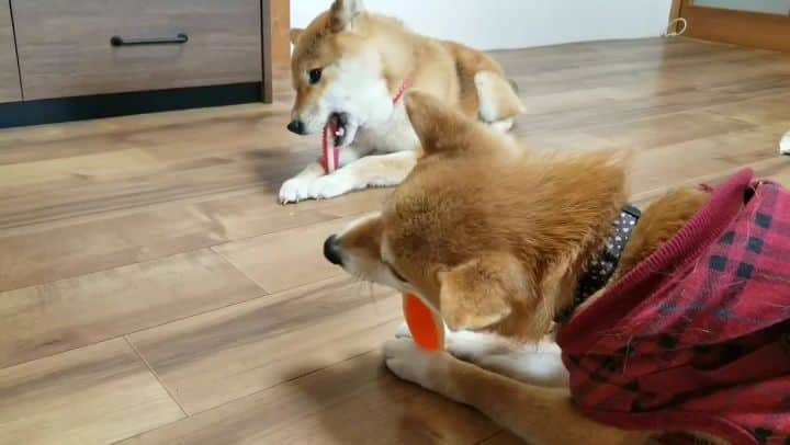 柴犬たま Shibainu Tamaのインスタグラム