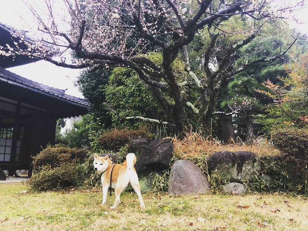 篠原信一さんのインスタグラム写真 - (篠原信一Instagram)「梅の花と。 #柴犬 #しばいぬ #ゴールデンレトリバー #小鉄とニコの大冒険  #shibainu #goldenretriever #いぬすたぐらむ #いぬのいる暮らし #犬との暮らし」2月15日 7時21分 - kotetu__niko