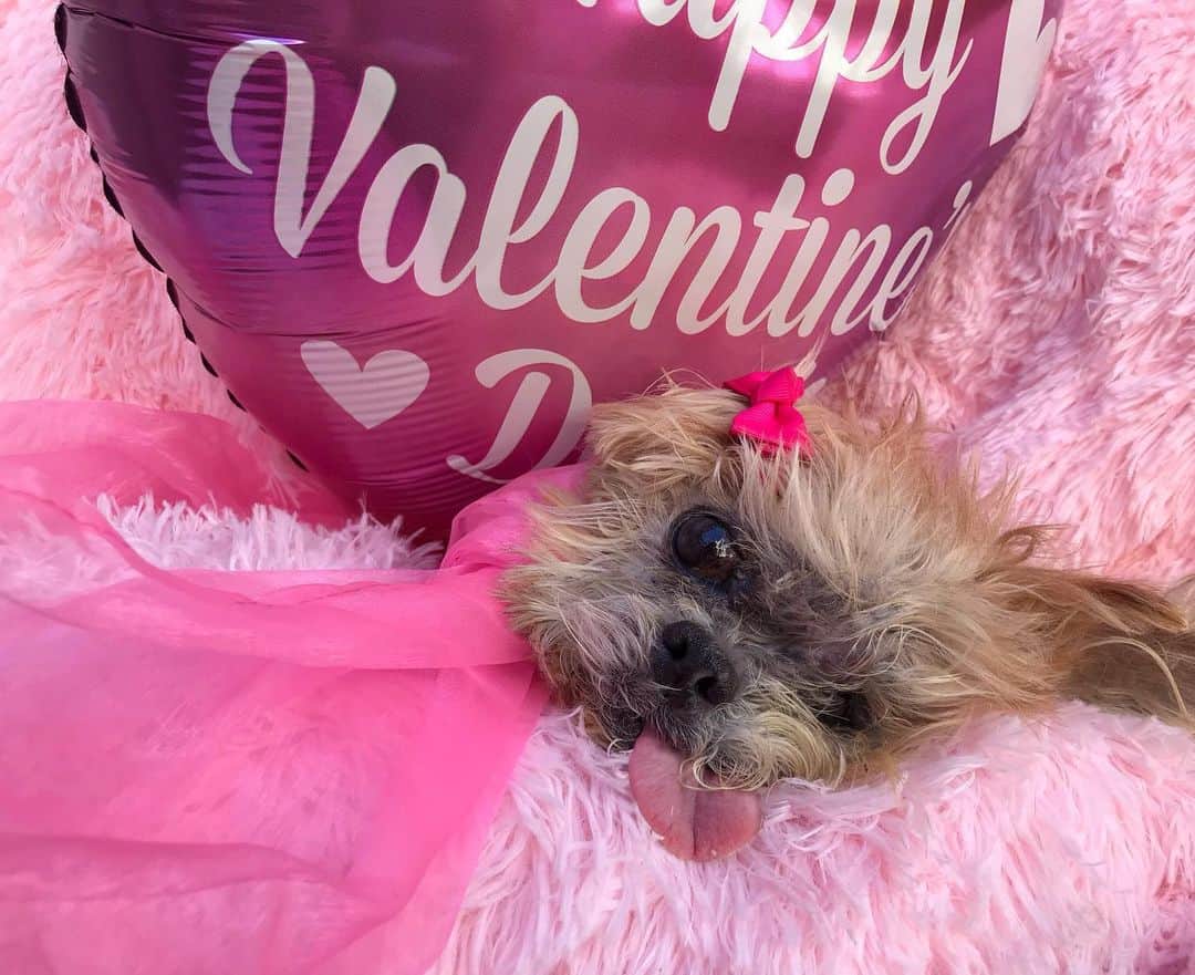 Marnie The Dogのインスタグラム：「Don’t forget it’s valen time」