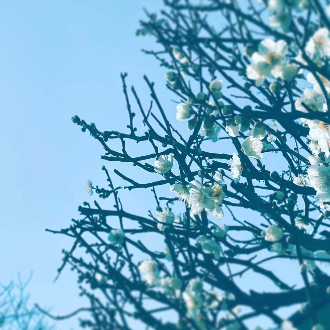 中野敬久さんのインスタグラム写真 - (中野敬久Instagram)「#flower #flowersoflife #sunny #sky #saturday」2月15日 7時27分 - hirohisanakano