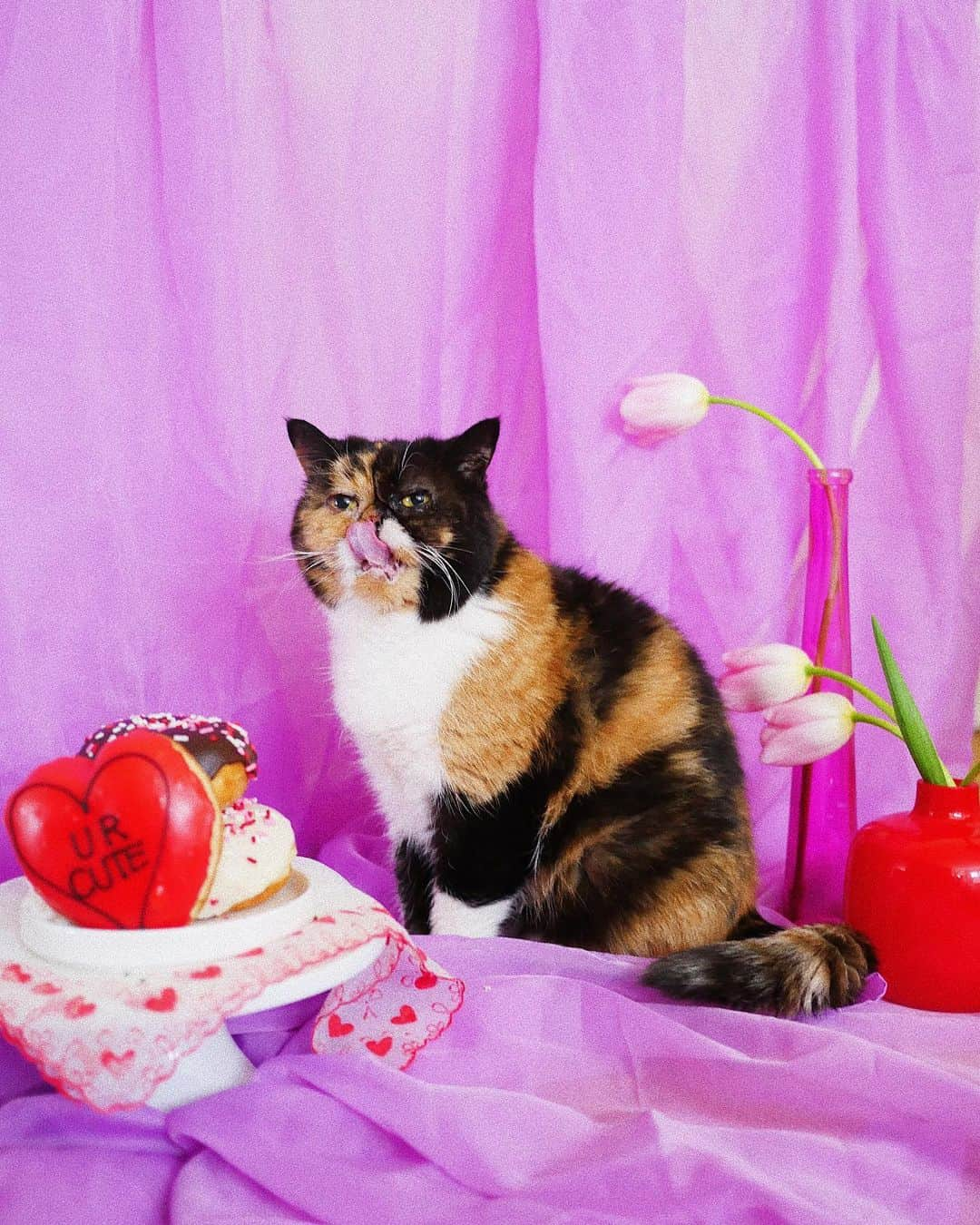 Pudgeさんのインスタグラム写真 - (PudgeInstagram)「ur cute - pudge ❤️ #happyvalentinesday #pudgethecat #glamdolldonuts @glamdolldonuts」2月15日 7時38分 - pudgethecat