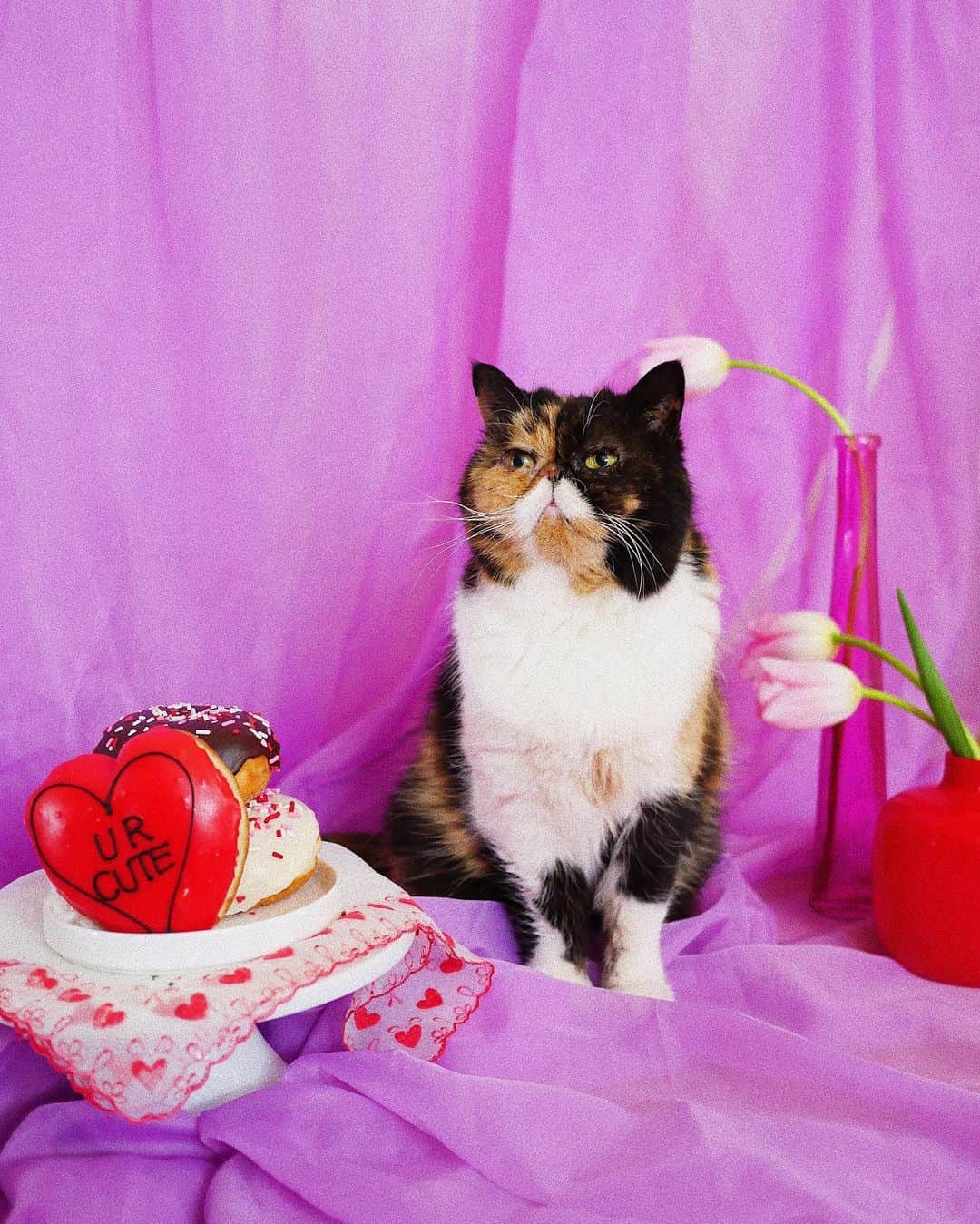 Pudgeのインスタグラム：「ur cute - pudge ❤️ #happyvalentinesday #pudgethecat #glamdolldonuts @glamdolldonuts」