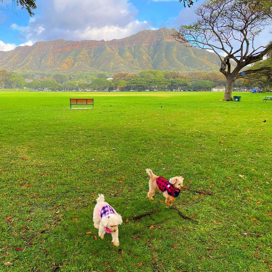 マキ・コニクソンさんのインスタグラム写真 - (マキ・コニクソンInstagram)「Happy Aloha Friday and  Happy Valentines Day!! ❤️❤️ 特等席からおはよ！朝のお散歩タイム！ 今日はハワイはバレンタインデー。❤️❤️ 日本と文化が違ってアメリカは恋人や奥さんと言ったスペシャルな人に男性からお花を贈るのが定番！気の利いでる男性はお花に風船付けてさらにテディベア&カードを添えたり工夫した物を女性の職場に送ったり、時にはジュエリーをプレゼントする人もいます！ 何てロマンチックなんだ！男性からだけではなく女性から男性にプレゼントする人もいます！学校では男女問わずちょっとしたお菓子、チョコレートにカードを添えてクラスメイト同士交換っこしています。夜はカップルがロマンチックディナーをする習慣があるのでレストランはどこもいっぱい。 私は今夜予定なしっ！😭 サプライズがあったりして！？😆 今日も期待いっぱいでワクワクドキドキで過ごしまぁす！💗💗 #ハワイのおすそ分け🤙🏼 #アメリカのバレンタインデー ❤️#日本とアメリカの違い🇯🇵🇺🇸 #期待に胸を膨らませています！😁」2月15日 7時51分 - makikonikson