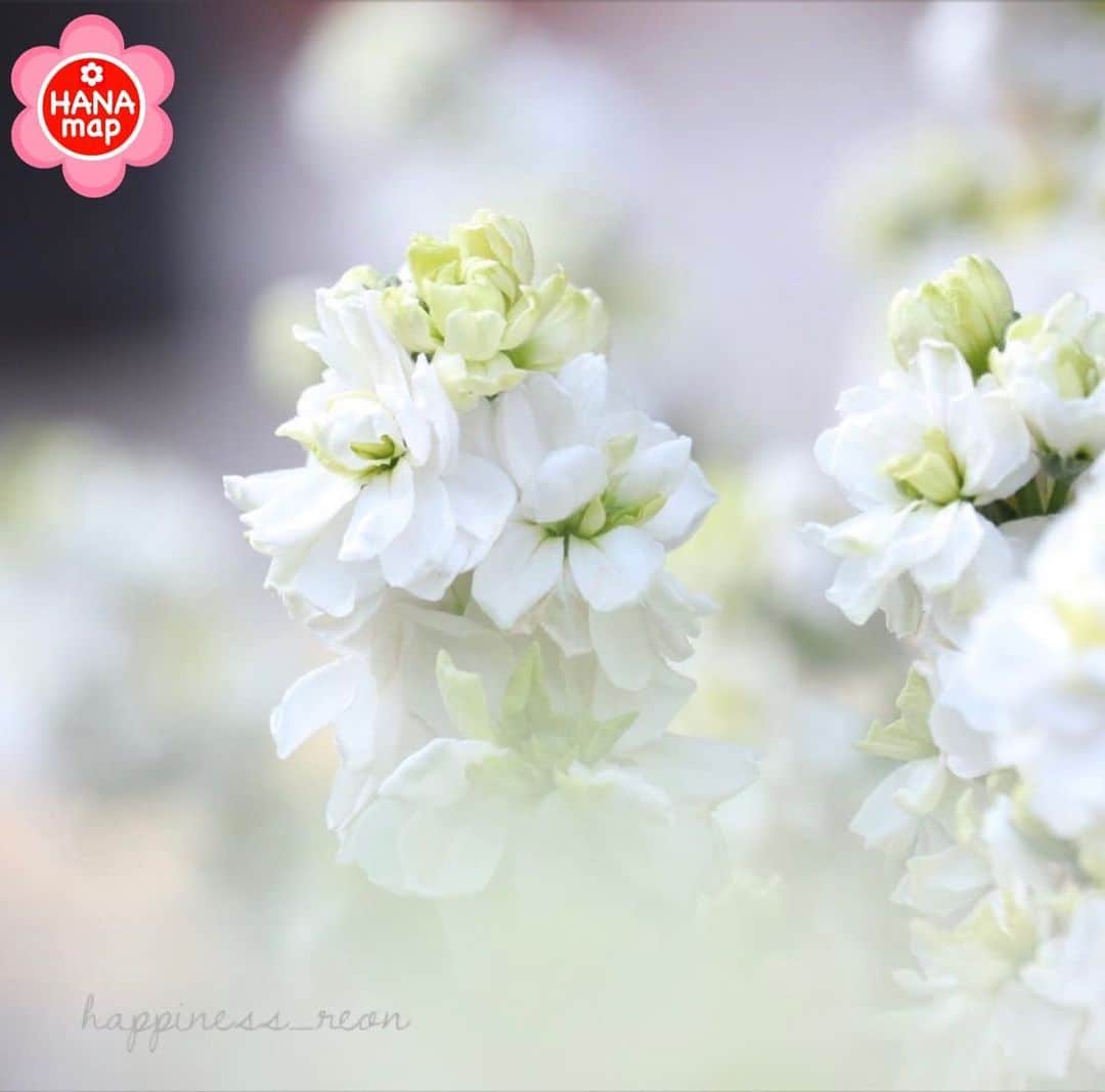 はなまっぷ❁日本の花風景さんのインスタグラム写真 - (はなまっぷ❁日本の花風景Instagram)「🌸美しく心を寄せ合い花まるを🌸﻿ *﻿ @happiness_reon さんの﻿ 素敵なお花に花まるを💮﻿ *﻿ みなさんと、そしてお花たちとも﻿ 心を寄せ合いながら楽しむ﻿ 「#はなまっぷの楽しいお写んぽ教室」﻿ *﻿ 花まる気分な1日をありがとうございました😊🌸﻿ *﻿ photo select by ﻿ 💠北川力三 先生 @rikizo_kitagawa💠﻿ *﻿ 🌸•••🌸•••🌸•••🌸•••🌸•••🌸﻿ *﻿ #はなまっぷ *」2月15日 7時49分 - hanamap