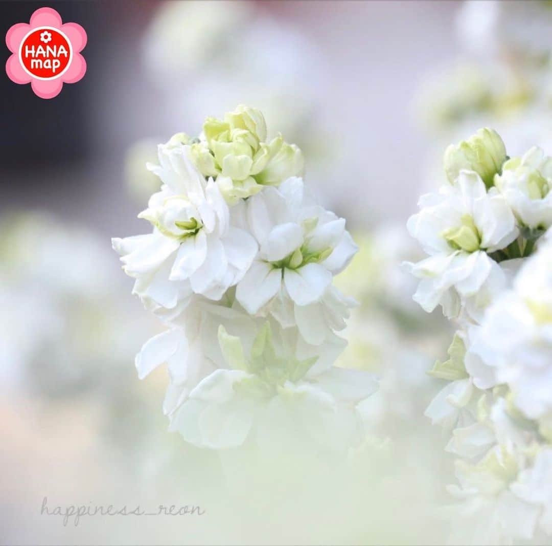 はなまっぷ❁日本の花風景のインスタグラム