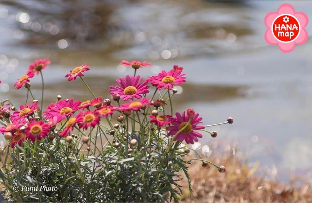 はなまっぷ❁日本の花風景のインスタグラム