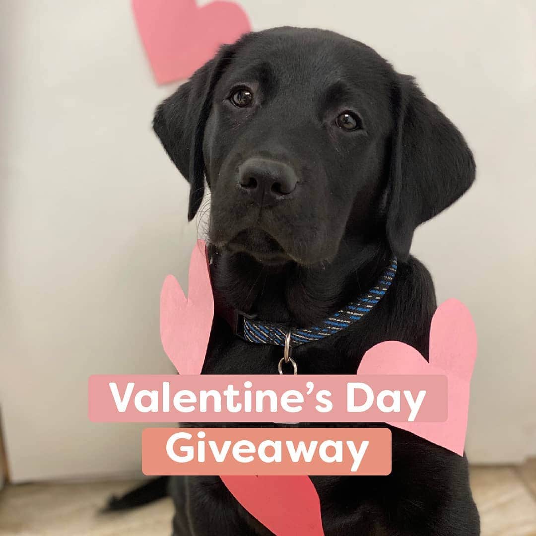 World of Labradors!さんのインスタグラム写真 - (World of Labradors!Instagram)「❤️Valentine’s Day Giveaway❤️ We’re spreading the love by giving away a FREE two-month supply of super premium kibble from @hungrybark! 🐶 ⠀⠀⠀⠀⠀⠀⠀⠀⠀⠀⠀⠀⠀⠀⠀⠀⠀⠀⠀⠀⠀⠀⠀⠀⠀⠀⠀⠀⠀⠀⠀ Here’s how to enter:  1) Follow @hungrybark 2) Take the Hungry Bark Pup Quiz to automatically be entered  Take your free Pup Quiz today and share the love of premium nutrition with your pup. #linkinbio  Reasons to love Hungry Bark: @hungrybark is dedicated to giving back to dogs in need by matching 100% of donations. Share the love and tag a friend who loves their rescue pup just as much as you! 🐾 ⠀⠀⠀⠀⠀⠀⠀⠀⠀⠀⠀⠀⠀⠀⠀⠀⠀⠀⠀⠀⠀⠀⠀⠀⠀⠀⠀⠀⠀⠀⠀⠀⠀⠀⠀ *Winner will be selected on 2/17 and will be notified via the email address entered in the Pup Quiz」2月15日 9時01分 - worldoflabs