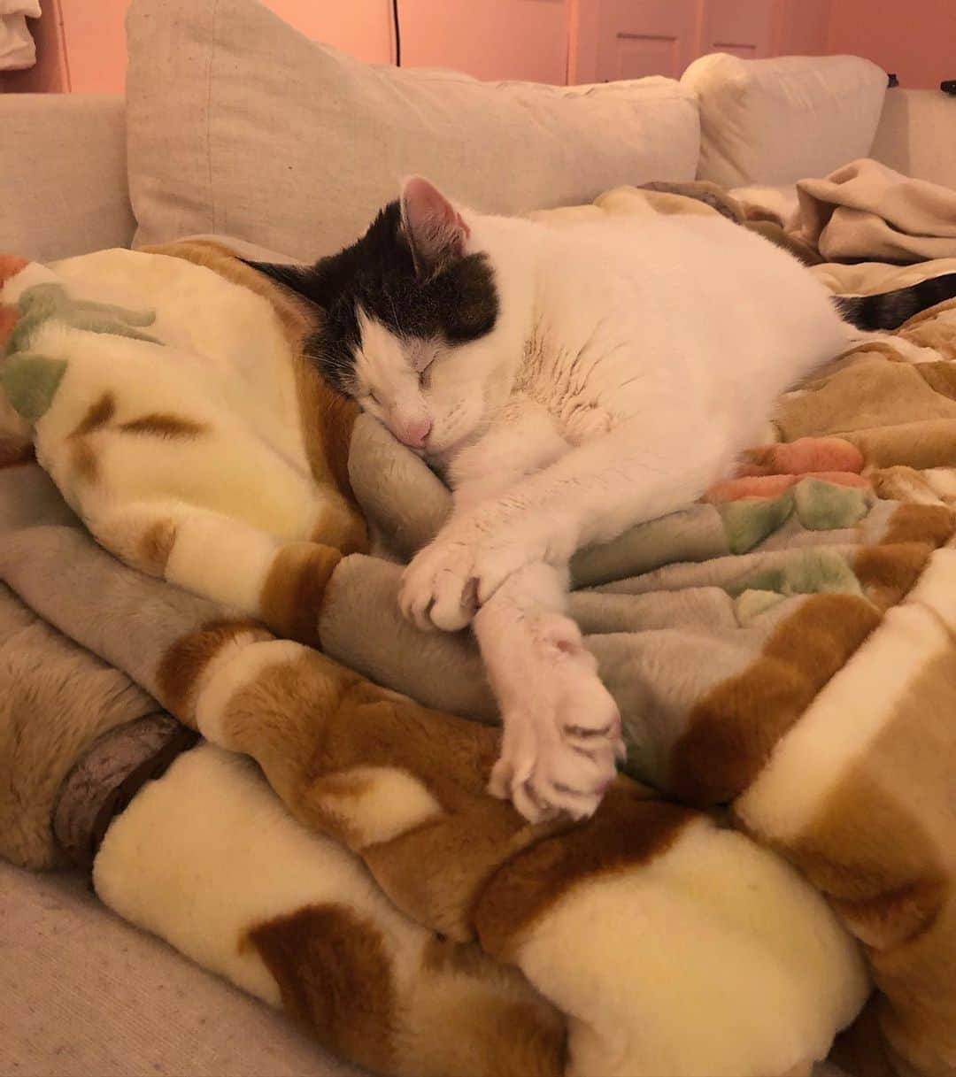 Grace Bonneyのインスタグラム：「This sweet bud is going through it. We found out today he has pancreatitis. We’re hoping he’s able to start eating and drinking normally again soon. If you have any extra love or luck to share, Turk could use all the healing energy he can get 💛」
