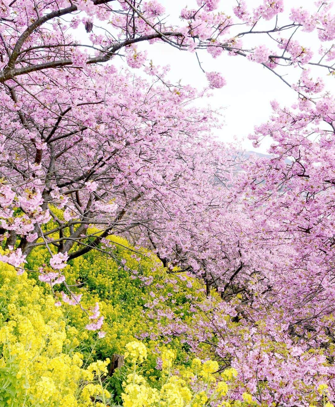 masayaさんのインスタグラム写真 - (masayaInstagram)「Early blooming cherry blossoms  5年前の松田ハーブガーデン。 今8分咲きだそうです。来週行く予定です。」2月15日 10時00分 - moonlightice