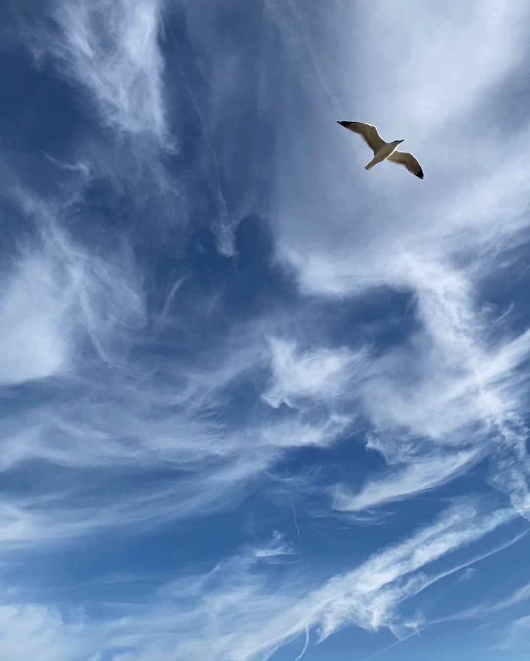 マイア・シブタニさんのインスタグラム写真 - (マイア・シブタニInstagram)「The sky is blue, dream that lie ‘til it’s true.」2月15日 10時00分 - maiashibutani