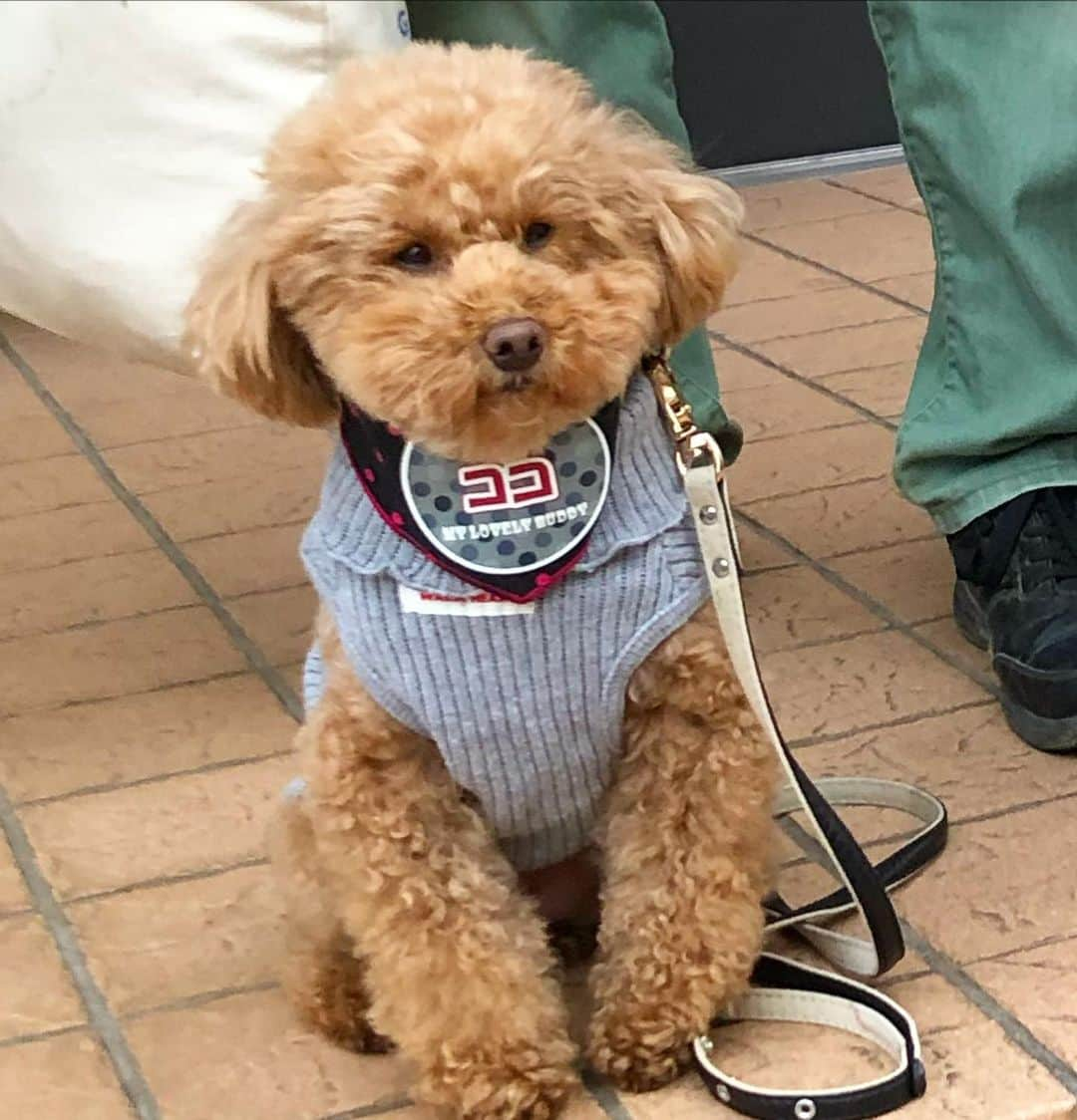 中野佑美のインスタグラム：「. . ココ😊 . . ココ　セラピー犬デビューしました🐶✌️ . 先輩のセラピーワンちゃんに　見習って頑張りました〜 右端は　仲良し同期の小春ちゃんと　1年訓練をして　昨日から見習いセラピー犬です😊  優しい　おじいちゃん👴おばあちゃん👵達に ココちゃーん💕と声を掛けてもらい　ココもお利口にできたんだよ😊  後2ヶ月訓練と研修をして、ココちゃん　癒しのセラピー犬目指します！ . , #ココなっつ  #ココ #といぷーどる  #といぷーどる部  #セラピー犬  #セラピードッグ  #セラピー活動ボランティア  #きょうのわんこ  #わんこのいる生活  #いぬのいる暮らし」