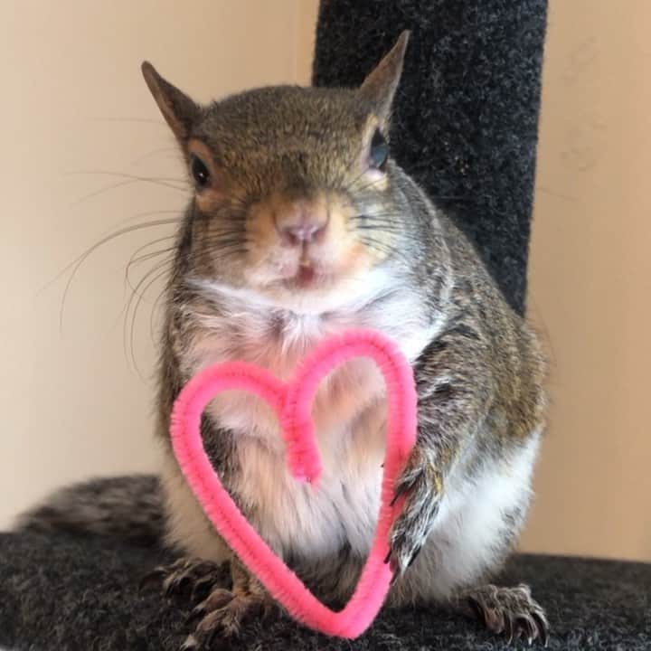 Jillのインスタグラム：「Everyday, we choose love.⁣ ⁣ ⁣ ⁣🎵 Sade | By Your Side ⁣ #petsquirrel #squirrel #squirrels #squirrellove #squirrellife #squirrelsofig #squirrelsofinstagram #easterngreysquirrel #easterngraysquirrel #ilovesquirrels #petsofinstagram #jillthesquirrel #thisgirlisasquirrel #valentinesday #bemyvalentine」