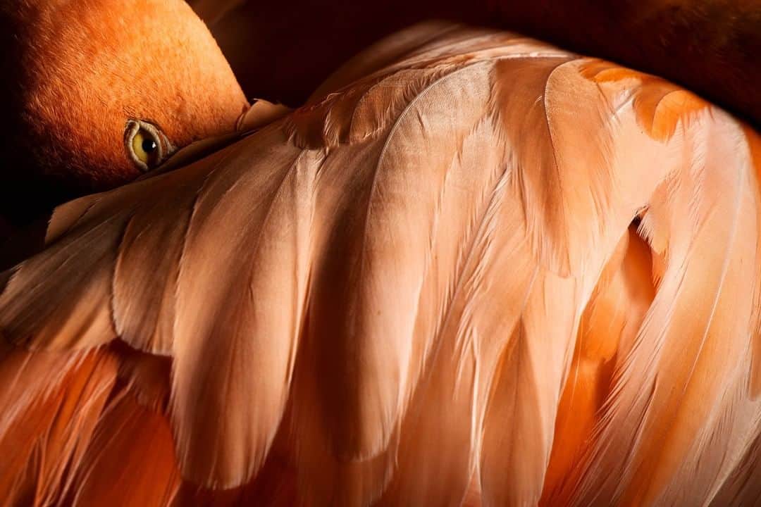 のインスタグラム：「Photo by @jasperdoest | Flamingo Bob keeps an eye on the world while resting. Have you ever noticed a sleeping flamingo standing on one leg and maintaining perfect posture? This is because birds, like fish, also possess the ability to sleep with half of their brains. In the flamingo’s case, this is thought to allow them to keep standing on the leg that is controlled by the "awake" side of the brain, while the other brain hemisphere sleeps, allowing them to lower their metabolism and reap sleep’s other benefits. Some can even sleep with one eye open. This ability is called unihemispheric slow-wave sleep, and it is believed to help animals be alert to potential predators.  Find out more about Flamingo Bob in the February issue of the magazine or follow @jasperdoest. #birdrescue #flamingo #prettyinpink #flamingobob  Check out Nat Geo's Instagram story today for more.」
