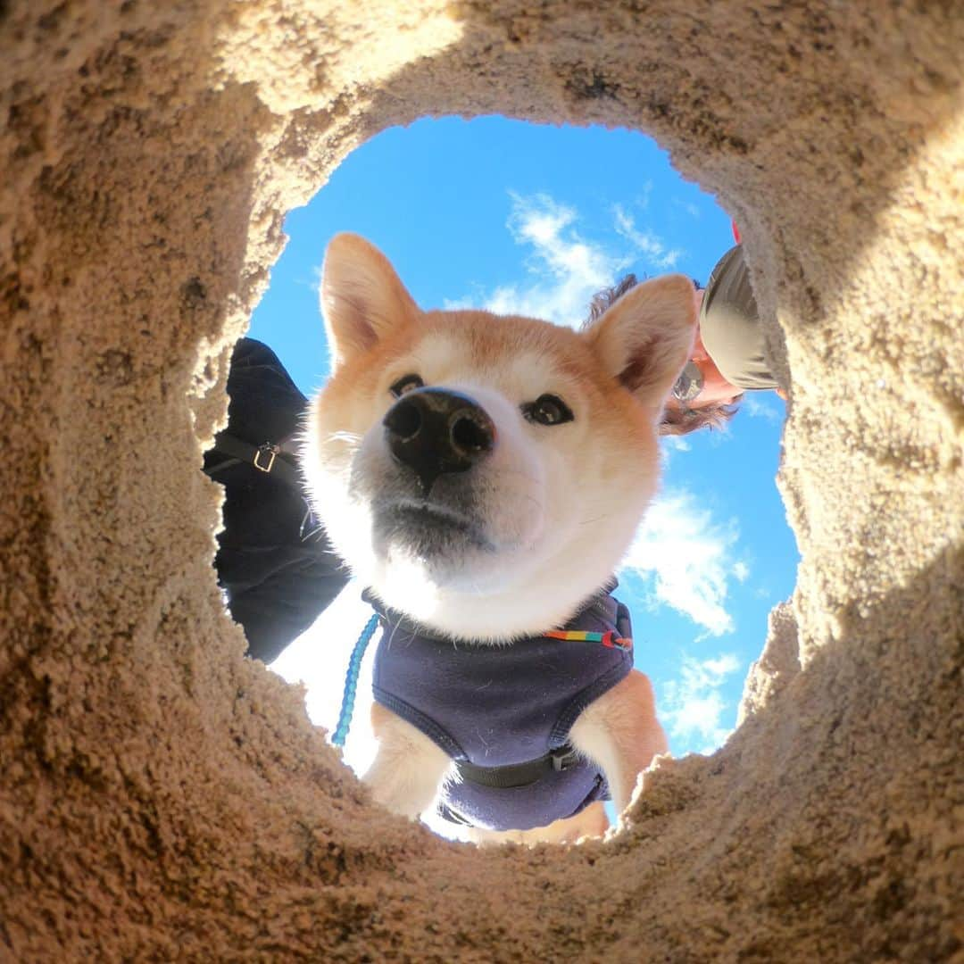 BlackRed shibasさんのインスタグラム写真 - (BlackRed shibasInstagram)「lovely Musashi. . #goprohero7black  @GoPro @GoProjp . #neneandmusashi2020 #sea #shibainu #shiba #柴犬 #しばいぬ #dog #日本犬 #happy #lovely #cute #日本犬  #GoPro #ゴープロ #goprohero7 #goprodog #goproのある生活 #hero7 #goprojp #gopropets #besomedoggy #doggo #goprohappy #goprodogsquad #capturedifferent」2月15日 12時47分 - black_red_jp