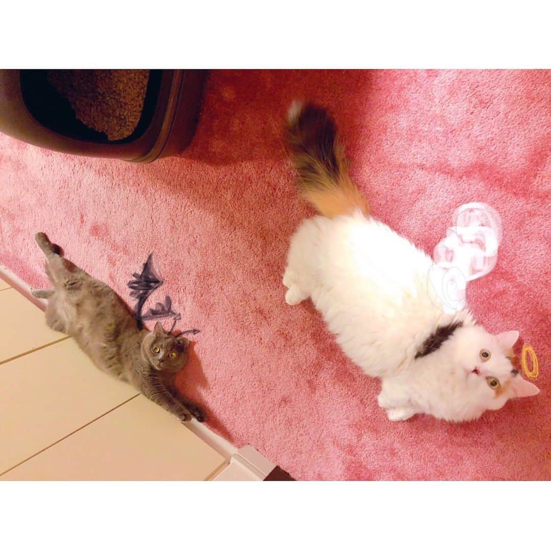 東なつ紀のインスタグラム：「天使と悪魔👼😈 #猫 #多頭飼い #まさぶりあずグラム #エキゾチックショートヘア #ブリティッシュショートヘア #マンチカン  #Munchkin  #exoticshorthair #britishshorthair #マンチカン短足  #ねこ  #ネコ  #cat  #ネコ部  #短足  #顔ぺちゃ #猫好きさんと繋がりたい  #猫のいる暮らし  #短脚猫 #曼基康猫 #ねこ休み展 に出たい」