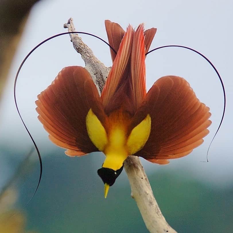 Tim Lamanさんのインスタグラム写真 - (Tim LamanInstagram)「Happy Valentines Day everyone. Peace and love to all.  Red Bird-of-Paradise male performing his heart-shaped courtship display. #birdofparadise #indonesia.」2月15日 13時07分 - timlaman