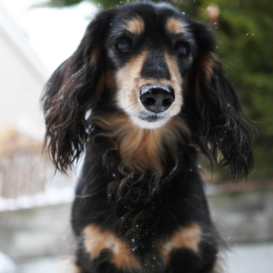 ともさんのインスタグラム写真 - (ともInstagram)「暑さにも寒さにも結構強い💪🏼☃️✨ * #ダックス　#くーちん12歳  #dachshund  #japan #sapporo」2月15日 13時16分 - tomowithdog