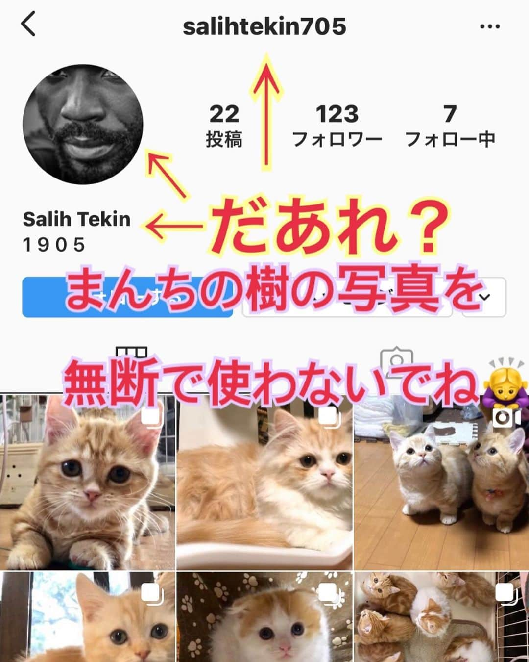 まんちの樹（マンチカンブリーダー）さんのインスタグラム写真 - (まんちの樹（マンチカンブリーダー）Instagram)「最近、Instagramを投稿したら、まんちの樹の全ての写真と文章がスルーして　全く知らない人が同じ投稿をされてます（写真の順番だけ変える時はあるけど） salihtekin705＝母ちゃんではないのでよろしくお願いします🙇‍♀️ #まんちの樹#まんちの樹出身」2月15日 13時50分 - machiyominoura