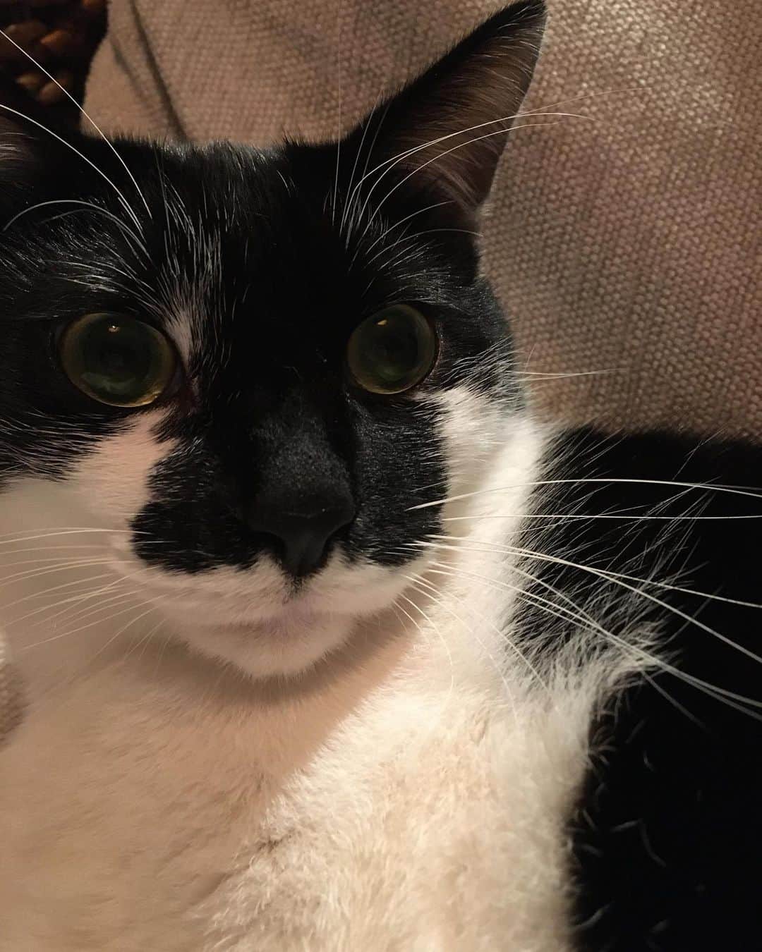 落合モトキのインスタグラム：「猫なりの #鉄地河原鉄珍」
