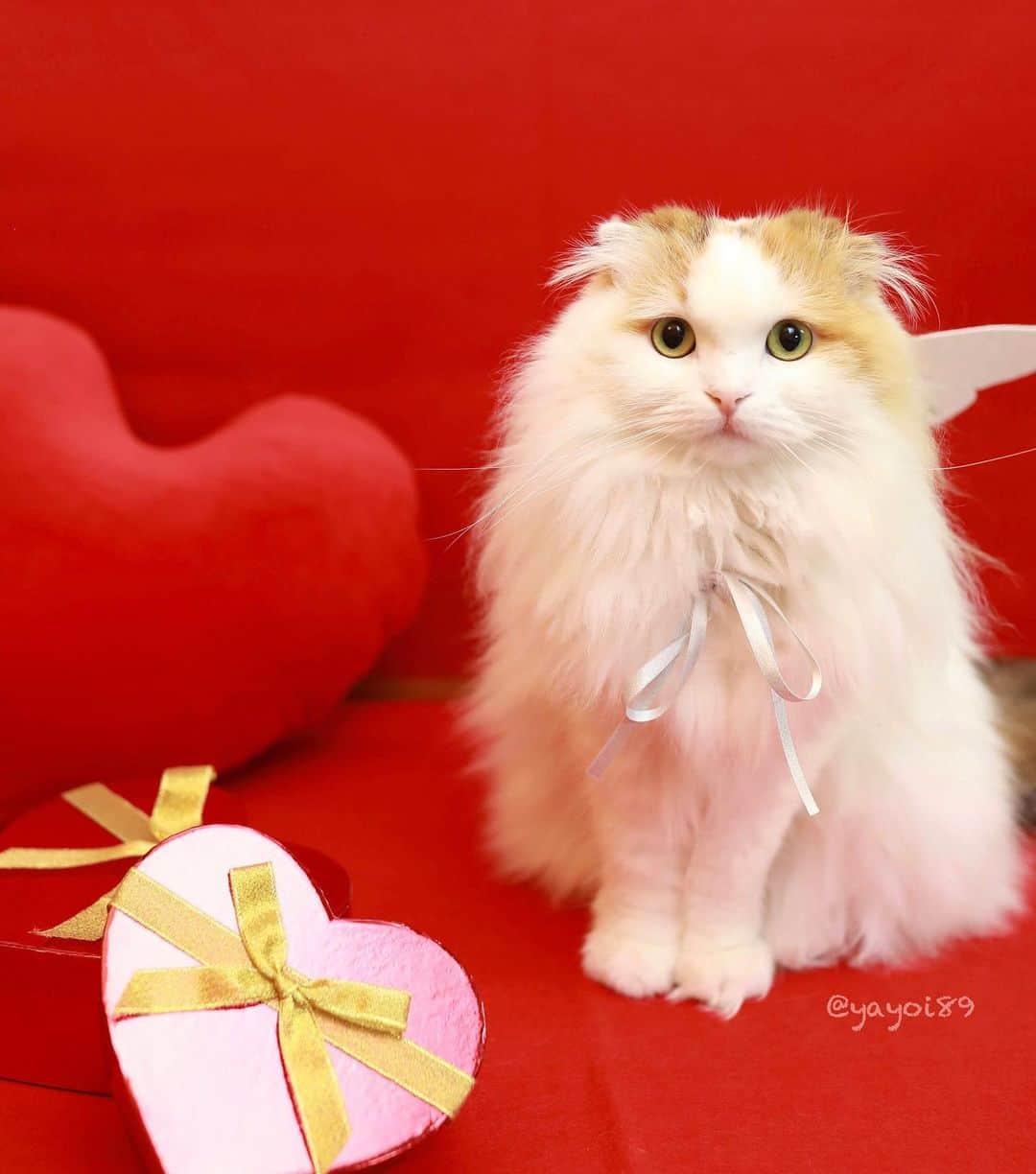 yayoi89さんのインスタグラム写真 - (yayoi89Instagram)「With Hugs and Kisses!💝🥰 . ストーリーズでリクエストがありましたのでこちらにも😘 フクロウみたいなイクラちゃん🦉💝 嘘みたいに写真撮られるのが好きなイクラちゃん🐹 いつもお澄まし顔ばっかりになっちゃって、自然な表情が撮れません😅❤️ . #valentines #love #red #adorable #cat #weeklyfluff #scottishfold #bestmeow #heart #angel #catsofinstagram #cat_features #catoftheday #sweetcatclub #instagram #9gag」2月16日 0時34分 - yayoi89