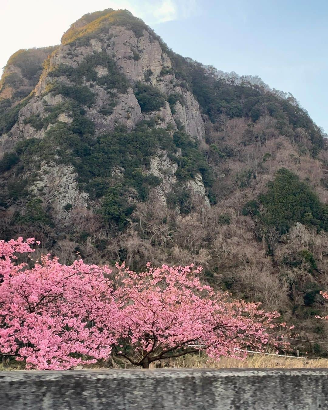 森なな子さんのインスタグラム写真 - (森なな子Instagram)「ゴリラみたいな岩と河津桜🦍🌸 #kawazuzakura #gorilla」2月16日 0時37分 - nanako.m1988