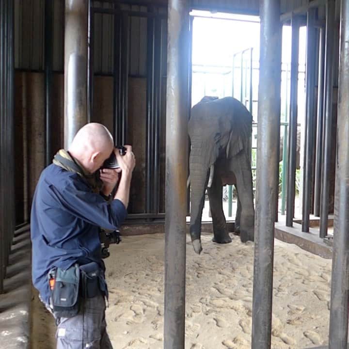のインスタグラム：「Video by David Chancellor @chancellordavid | Eastern Cape, South Africa: Elephants return to the bush after a health check. The relationship between man and animal is incredibly important, and this is particularly evident today. We have an extraordinary amount to learn from those we share the planet with. I’ve spent years working with these beautiful, sentient beings both in the wild, and also, as here, with habituated populations. I’m always humbled by their grace and the silence of their movement, and will never take for granted the enormous privilege of being in their presence. It’s not always like this, but when it is one can’t help feeling guilty for the actions of those who inflict pain on these gentle giants and see wildlife simply as a commodity. To see more follow me @chancellordavid.」