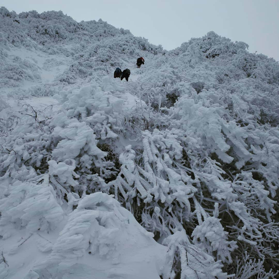 ＩＣＩ石井スポーツエベレスト＆ローツェ登山隊さんのインスタグラム写真 - (ＩＣＩ石井スポーツエベレスト＆ローツェ登山隊Instagram)「#大山 #伯耆大山 #大山北壁 #弥山尾根 #冬山 #登山 #雪山 #バリエーション #石井スポーツ #登山学校 #奥田ガイド #山好きな人と繋がりたい #mountaineering #japanesemountain」2月15日 16時24分 - ishii_ishiisports