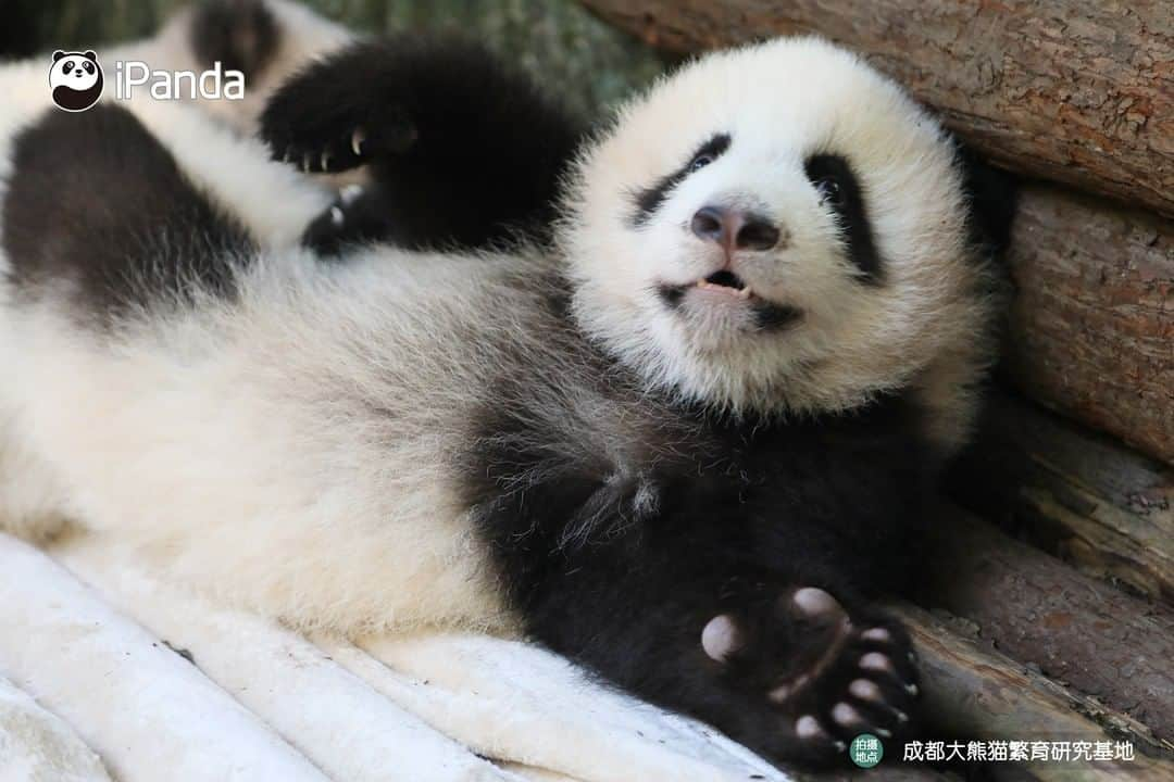 iPandaさんのインスタグラム写真 - (iPandaInstagram)「Look over here! You can free yourself from all the negative energies by looking into my attractive eyes. 🐼 😆 🐼 #panda #ipanda #animal #pet #adorable #China #travel #pandababy #cute #photooftheday #Sichuan #cutepanda #animalphotography #cuteness #cutenessoverload」2月15日 17時30分 - ipandachannel